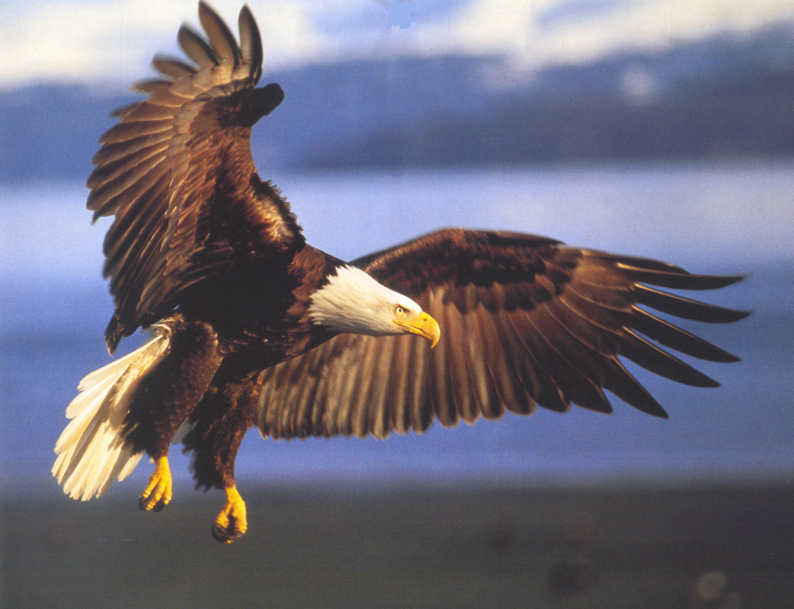 que signifie l'aigle allemand